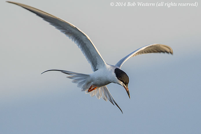 shallow-diving-birds