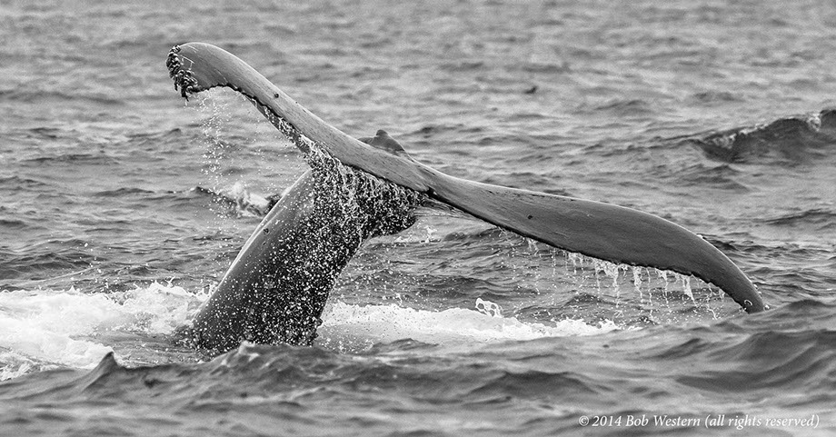 B&W Whales