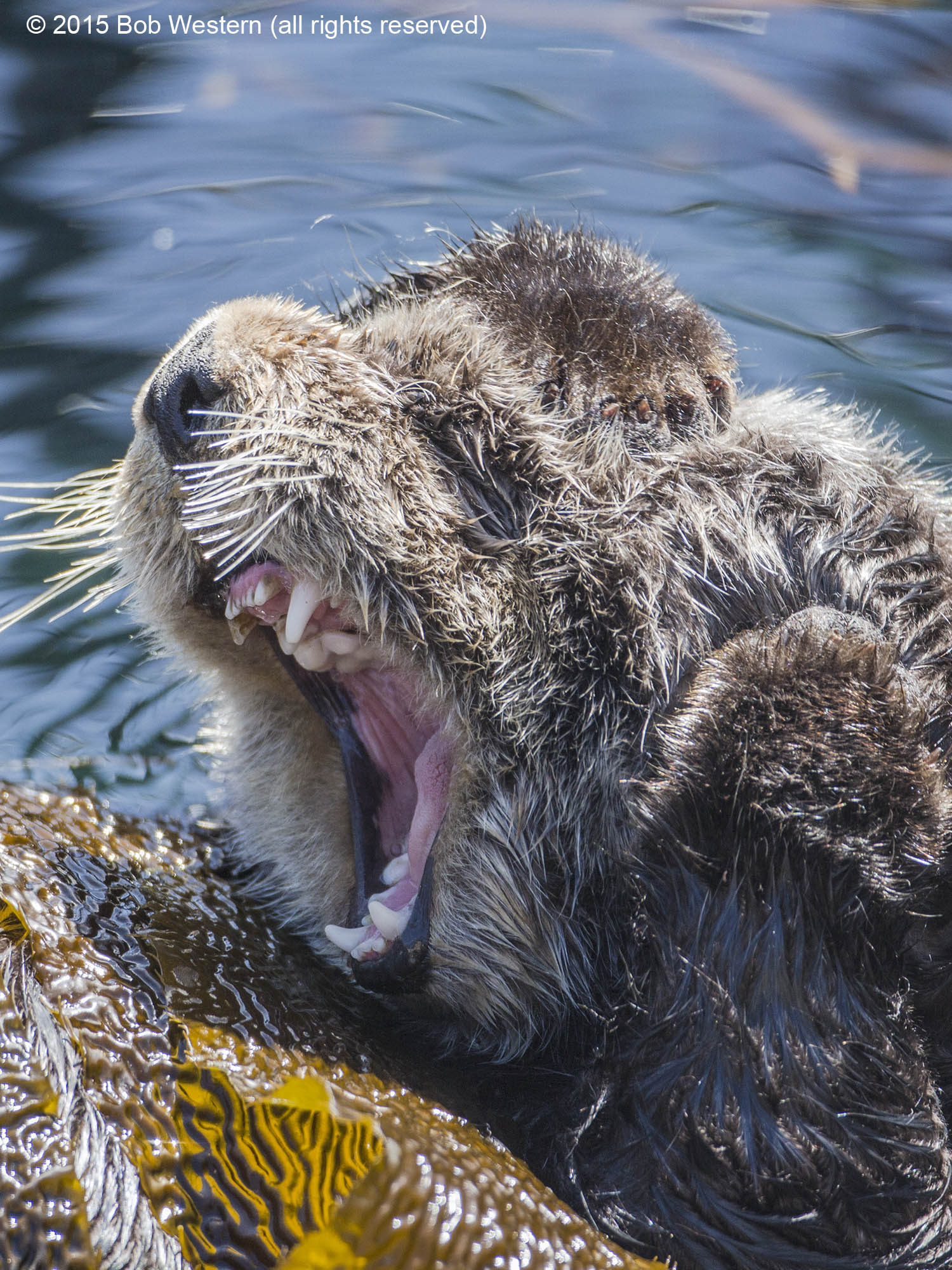 Sea Otters