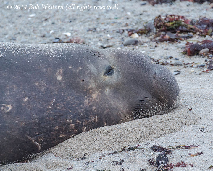 Northern Elephant Seals