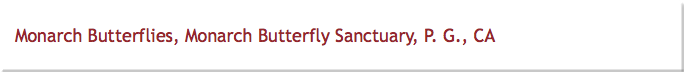 Monarch Butterflies, Monarch Butterfly Sanctuary, P. G., CA