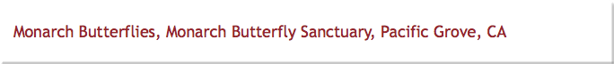 Monarch Butterflies, Monarch Butterfly Sanctuary, Pacific Grove, CA
