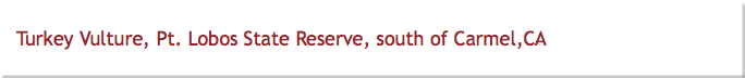 Turkey Vulture, Pt. Lobos State Reserve, south of Carmel,CA
