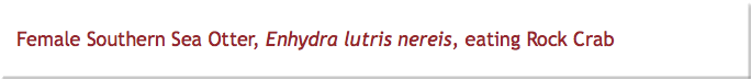 Female Southern Sea Otter, Enhydra lutris nereis, eating Rock Crab