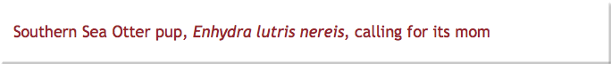 Southern Sea Otter pup, Enhydra lutris nereis, calling for its mom