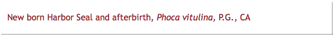 New born Harbor Seal and afterbirth, Phoca vitulina, P.G., CA