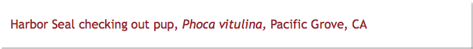 Harbor Seal checking out pup, Phoca vitulina, Pacific Grove, CA