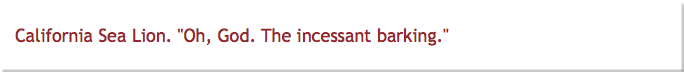 California Sea Lion. "Oh, God. The incessant barking."