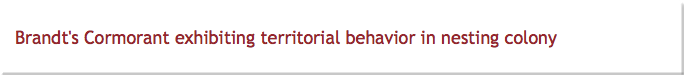 Brandt's Cormorant exhibiting territorial behavior in nesting colony