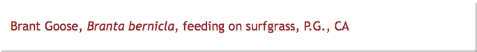 Brant Goose, Branta bernicla, feeding on surfgrass, P.G., CA