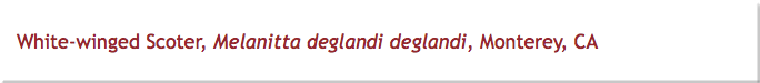 White-winged Scoter, Melanitta deglandi deglandi, Monterey, CA