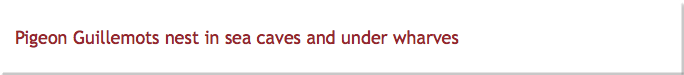 Pigeon Guillemots nest in sea caves and under wharves