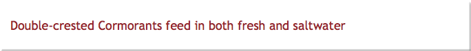 Double-crested Cormorants feed in both fresh and saltwater