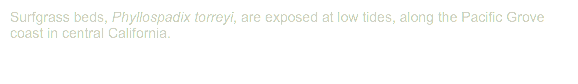 Surfgrass beds, Phyllospadix torreyi, are exposed at low tides, along the Pacific Grove coast in central California.