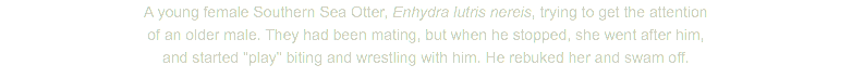 A young female Southern Sea Otter, Enhydra lutris nereis, trying to get the attention of an older male. They had been mating, but when he stopped, she went after him, and started "play" biting and wrestling with him. He rebuked her and swam off.