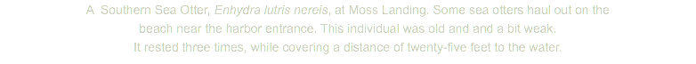 A Southern Sea Otter, Enhydra lutris nereis, at Moss Landing. Some sea otters haul out on the beach near the harbor entrance. This individual was old and and a bit weak. It rested three times, while covering a distance of twenty-five feet to the water.