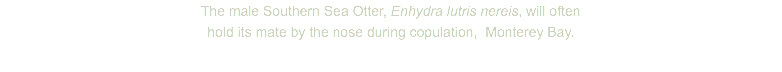 The male Southern Sea Otter, Enhydra lutris nereis, will often hold its mate by the nose during copulation, Monterey Bay. 