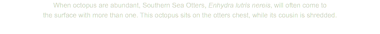 When octopus are abundant, Southern Sea Otters, Enhydra lutris nereis, will often come to the surface with more than one. This octopus sits on the otters chest, while its cousin is shredded.