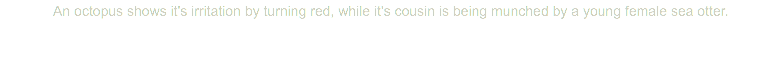 An octopus shows it's irritation by turning red, while it's cousin is being munched by a young female sea otter.