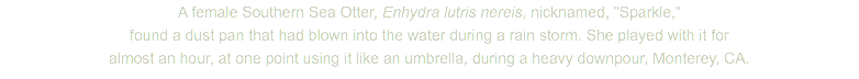 A female Southern Sea Otter, Enhydra lutris nereis, nicknamed, "Sparkle," found a dust pan that had blown into the water during a rain storm. She played with it for almost an hour, at one point using it like an umbrella, during a heavy downpour, Monterey, CA.